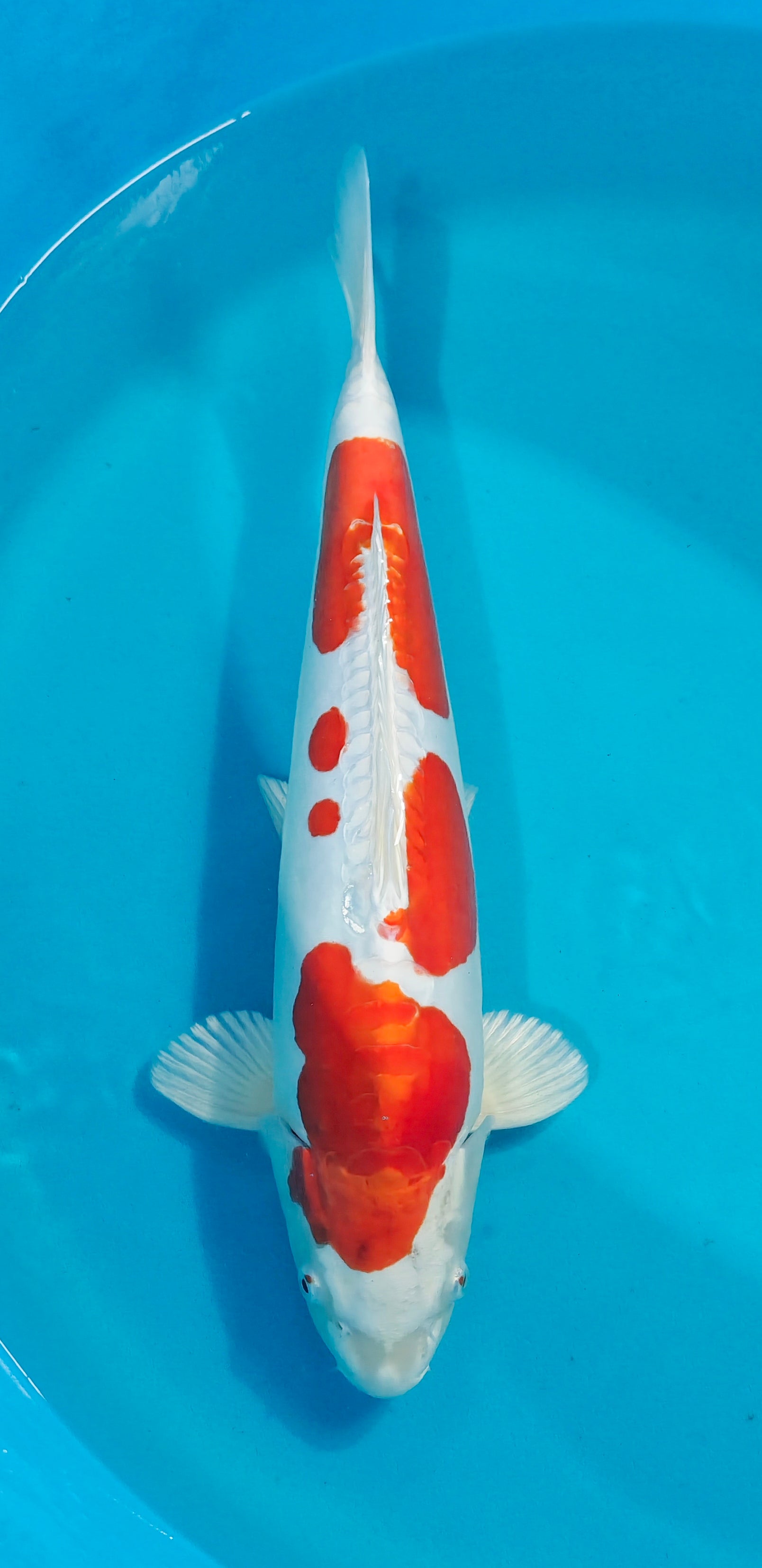 New Stock – Page 2 – Park Farm Fisheries Koi Sales