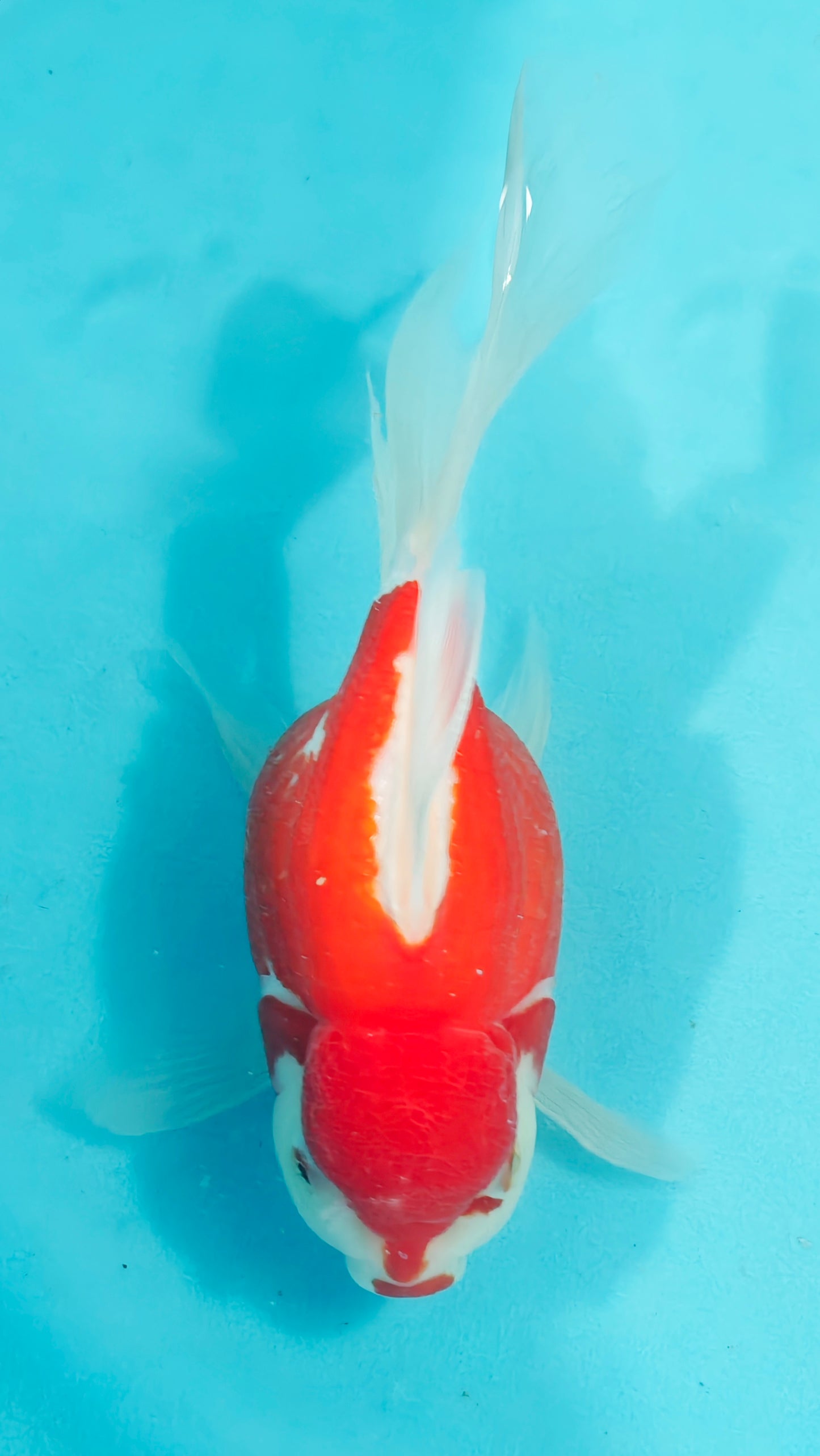 Shishidama Japanese Goldfish