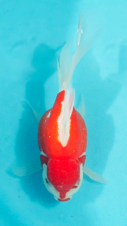 Shishidama Japanese Goldfish