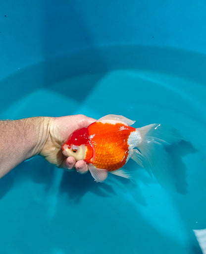 Shishidama Japanese Goldfish