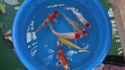 High Quality Nissai Mix