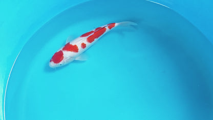 Kohaku