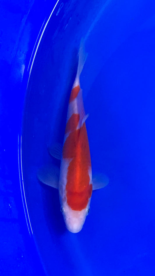 Koromo