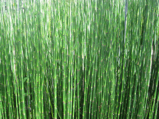 Equisetum hyemale - Dutch rush